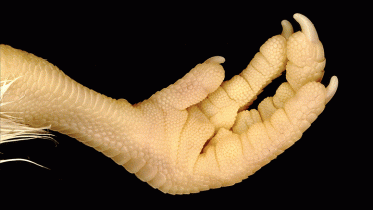 Genetic Switch: Scientists Transform Chicken Scales Into Feathers by Modifying Gene Expression