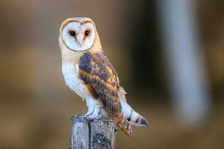 Something Strange Is Happening to Barn Owls: They’re Changing Color