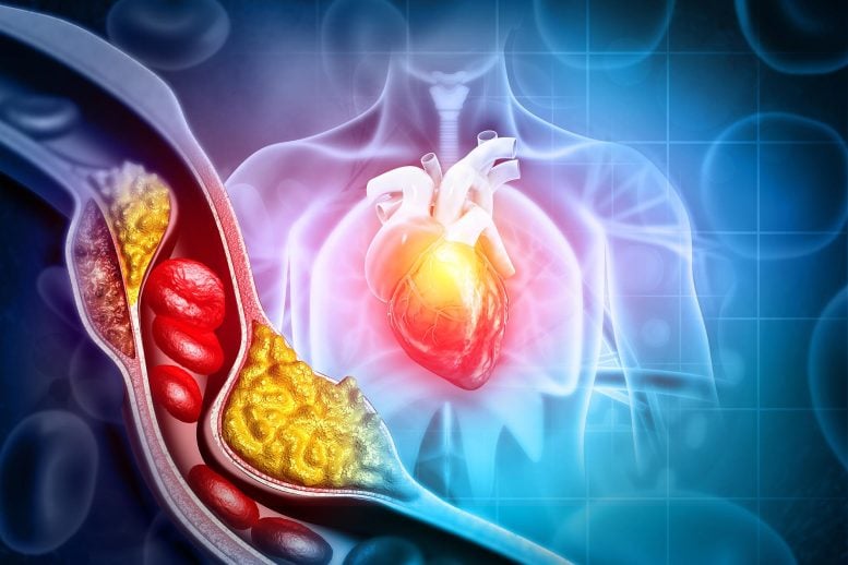 Scientists Discover a Hidden Cholesterol Switch That Could Change How We Treat Heart Disease
