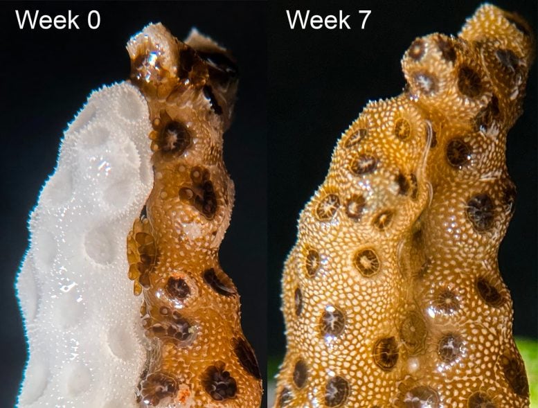 Stanford Scientists Discover a Remarkable Way To Rescue Dying Corals in Just Seven Weeks