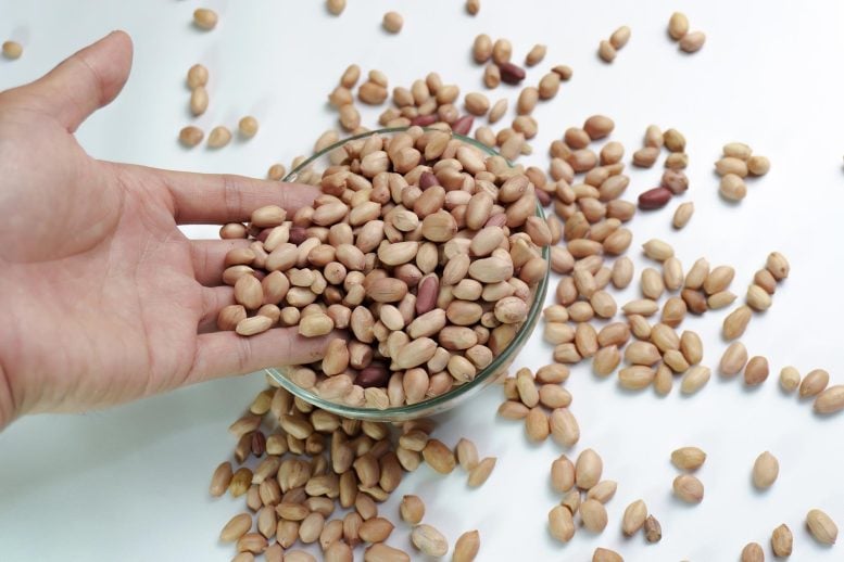 Scientists Discover That Eating Peanuts Every Day May Help Protect the Aging Brain