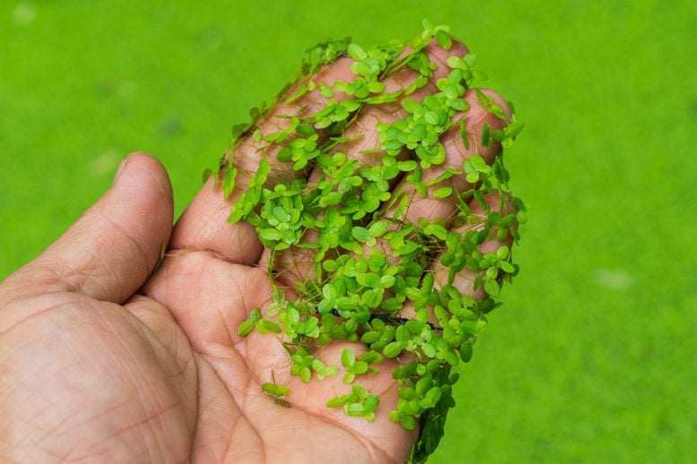 Scientists Unlock the Secret of One of the World’s Smallest Flowering Plants