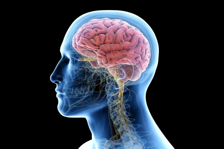 A Single Enzyme Could Hold the Key to Treating a Devastating Brain Disorder