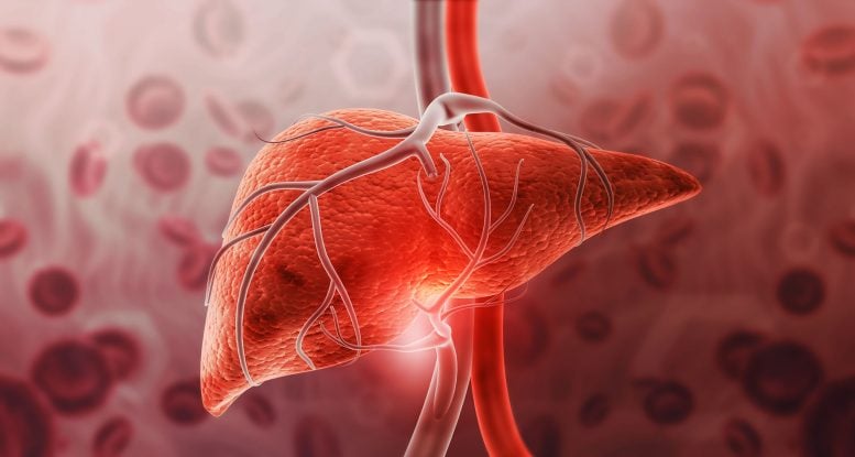 Just Two Days on a Vegan Diet Triggered Unexpected Changes in the Liver