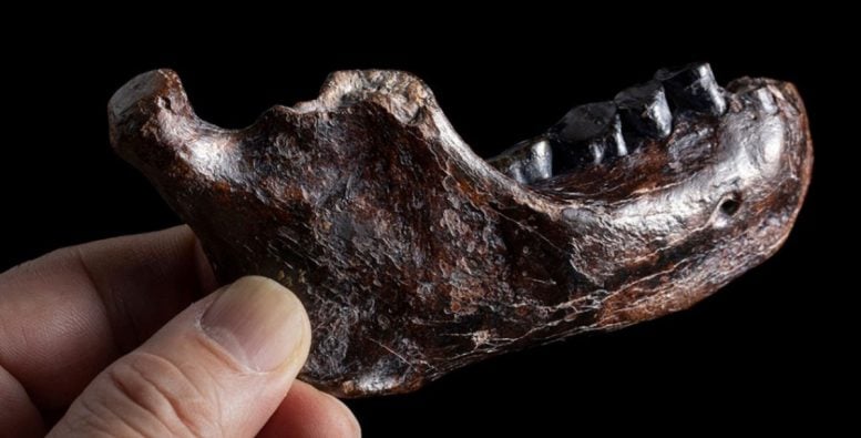 Scientists Discover Mysterious 150,000-Year-Old Bone From an Extinct Human Relative in Chinese Cave