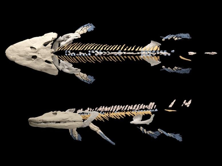 Why Do We Have Necks? Scientists Uncover a 380-Million-Year-Old Evolutionary Twist