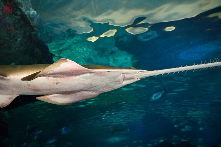 A Last Refuge: Australian Waters Could Save a Critically Endangered Ocean Predator