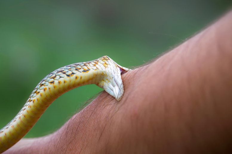 Snakebites Are Far Deadlier Than We Thought, New Study Reveals