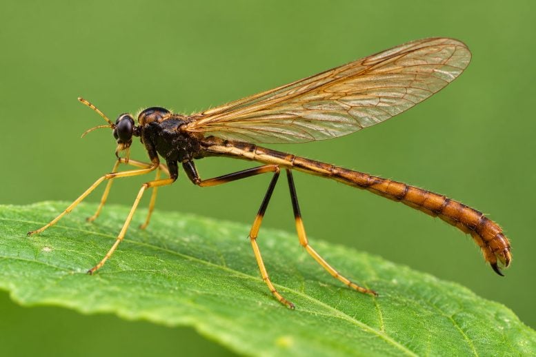 Scientists Discover a Strange Insect in the Himalayas Where No One Expected It